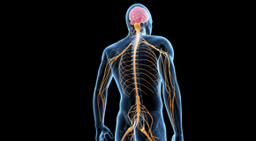 Vancouver chiropractic  and spinal manipulation benefits for back and neck pain